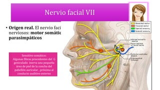 Nervio facial VII
• Origen real. El nervio facial tiene su origen real en Varios centros
nerviosos: motor somático, sensitivo especial y
parasimpáticos
Motor somático: M estriados. M
expresión facial y auriculares
Vientre post del digástrico,
estilohioideo y estapedio
Motor visceral o parasimpático
Ganglio pterigopalatino: Gl
lagrimales, Ganglio submandibular
para la inervación de la sublingual
y submandibular
Sensitivo especial ( Gusto)
Las fibras transportadas por la
cuerda del tímpano se unen al
nervio lingual para conducir
sensaciones gustativas 2/3 ant
lengua y paladar blando
Sensitivo somático:
Algunas fibras procedentes del G
geniculado inerva una pequeña
área de piel de la concha del
pabellón auricular , próxima al
conducto auditivo externo
 