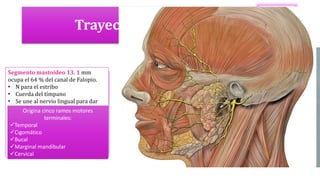 Trayecto del nervio
Primer segmento o laberíntico:
comienza en el meato acústico
interno, 3 mm termina al nivel del
ganglio geniculado
N petroso superficial mayor
Constituye en N que inerva la
glándula lagrimal.
Segmento transversal
(timpánico): 8- 11 ml
ocupa el 23% del canal
de Falopio y hace parte
de la pared interna y
sup de la caja del
tímpano.
Segmento mastoideo 13. 1 mm
ocupa el 64 % del canal de Falopio.
• N para el estribo
• Cuerda del tímpano
• Se une al nervio lingual para dar
inervación a la submaxilar y
sublingual
• Sale del agujero estilomastoideo:
vientre post digástrico,
estilohioideo
• Termina en los N para la inervación
de la cara
Origina cinco ramos motores
terminales:
Temporal
Cigomático
Bucal
Marginal mandibular
Cervical
 