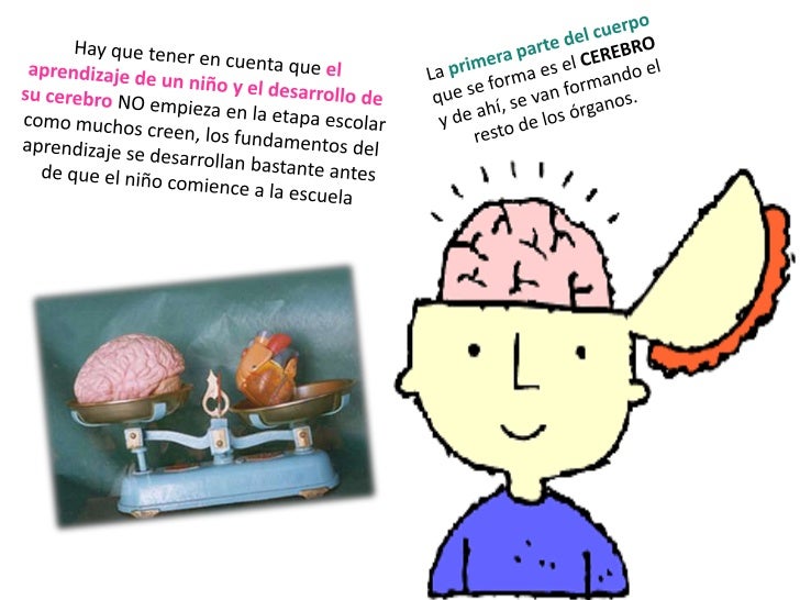 desarrollo del cerebro