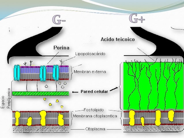 Alan Gerardo Roldán Blancas: Pared celular de bacterias y arqueas
