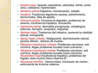  Abedul hojas: Aparato respiratorio ,obesidad, artritis ,acido
úrico, colesterol, hipertensión.
 Abrótano planta:Digestivo, menstruación, cabello.
 Acedera: Trastornos digestivos ulceras, estreñimiento,
hemorroides, falta de apetito.
 Achicoria planta: Favorece la digestión, problemas de
anemia, insuficiencia hepática, circulación.
 Agrimonia planta: dermatitis pruriginosas, antialérgica,
estimula ,faringitis, ronquidos ,migrañas.
 Ajedrea hojas: Trastornos del intestino, aumenta la vitalidad
sexual, energizarte.
 Ajenjo hojas cribado: Adelgazante, desintoxicarte natural,
picores alitosis , dolores de muelas..
 Albahaca importacion cribada: Problemas nerviosos, anti
vomitiva, llagas problemas bucales.Usos culinarios…
 Albahaca importacion molida: Problemas nerviosos, anti
vomitiva, llagas problemas bucales.Usos culinarios…
Alcachofera hoja:Insuficiencia hepática, problemas del
hígado, tiene mucho hierro vitamina B.
 Alcaravea semillas : Hemorroides, hinchazón de vientre ,
estimulante de la leche materna.
GOD 17
 