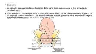 • Estaciones
• La estación es una medida del descenso de la parte ósea que presenta el feto a través del
canal del parto
• Esta encajado cuando esta en el punto medio (estación 0) de lee ,se define como el plano de
las espinas ciáticas maternas. Las espinas ciáticas pueden palparse en la exploración vaginal
aproximadamente a las 8 en punto y a las 4 en punto.
 