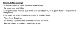 3-Pelvis materna( pasaje)
• El pasaje (canal del parto) consta de la pelvis ósea
• La pelvis ósea es dividida
-En la pelvis falsa (mayor) que forma parte del abdomen, en la pelvis falsa se encuentra el
útero grávido.
-En la pelvis verdadera (menor) que rodea a la cavidad pélvica.
Tiene forma de cuenco.
Su abertura superior queda totalmente rodeada por hueso.
El suelo pélvico es una estructura fibromuscular.
 