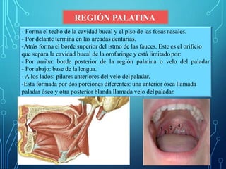 REGIÓN PALATINA
- Forma el techo de la cavidad bucal y el piso de las fosas nasales.
- Por delante termina en las arcadas dentarias.
-Atrás forma el borde superior del istmo de las fauces. Este es el orificio
que separa la cavidad bucal de la orofaringe y está limitadopor:
- Por arriba: borde posterior de la región palatina o velo del paladar
- Por abajo: base de la lengua.
- A los lados: pilares anteriores del velo delpaladar.
-Esta formada por dos porciones diferentes: una anterior ósea llamada
paladar óseo y otra posterior blanda llamada velo del paladar.
 