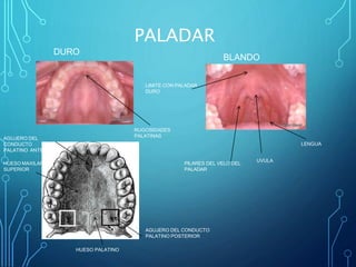 PALADAR
DURO
BLANDO
RUGOSIDADES
PALATINAS
AGUJERO DEL
CONDUCTO
PALATINO ANTERIOR
HUESO MAXILAR
SUPERIOR
AGUJERO DEL CONDUCTO
PALATINO POSTERIOR
HUESO PALATINO
PILARES DEL VELO DEL
PALADAR
UVULA
LENGUA
LIMITE CON PALADAR
DURO
 