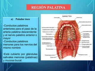 REGIÓN PALATINA
a) Paladar óseo
-Conductos palatinos
anteriores para el paso de la
arteria palatina descendente
y el nervio palatino anterior o
mayor
-Conductos palatinos
menores para los nervios del
mismo nombre
•Está cubierto por glándulas
salivales menores (palatinas)
y mucosa bucal.
 