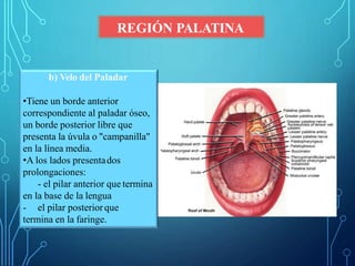 REGIÓN PALATINA
b) Velo del Paladar
•Tiene un borde anterior
correspondiente al paladar óseo,
un borde posterior libre que
presenta la úvula o "campanilla"
en la línea media.
•A los lados presentados
prolongaciones:
- el pilar anterior que termina
en la base de la lengua
- el pilar posteriorque
termina en la faringe.
 