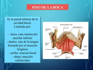 PISO DE LABOCA
Es la pared inferior de la
cavidad bucal.
Limitada por:
- fuera: cara interna del
maxilar inferior
- dentro: raíz de la lengua
formada por el musculo
hiogloso
- arriba: mucosa bucal
- abajo: musculo
milohioideo
 