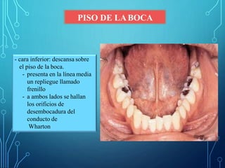 PISO DE LABOCA
- cara inferior: descansa sobre
el piso de la boca.
- presenta en la línea media
un repliegue llamado
frenillo
- a ambos lados se hallan
los orificios de
desembocadura del
conducto de
Wharton
 