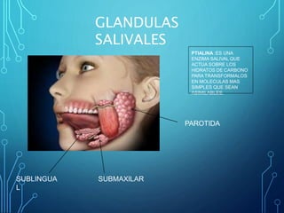 GLANDULAS
SALIVALES
PAROTIDA
SUBMAXILAR
SUBLINGUA
L
PTIALINA :ES UNA
ENZIMA SALIVAL QUE
ACTUA SOBRE LOS
HIDRATOS DE CARBONO
PARA TRANSFORMALOS
EN MOLECULAS MAS
SIMPLES QUE SEAN
ASIMILABLES.
 