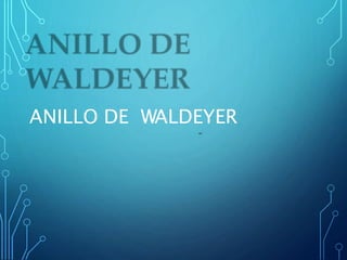 ANILLO DE WALDEYER
 