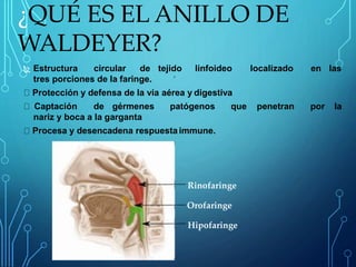  Estructura circular de tejido linfoideo localizado en las
tres porciones de la faringe.
Protección y defensa de la vía aérea y digestiva
Captación de gérmenes patógenos que penetran por la
nariz y boca a la garganta
Procesa y desencadena respuesta immune.
¿QUÉ ES EL ANILLO DE
WALDEYER?
Rinofaringe
Orofaringe
Hipofaringe
 