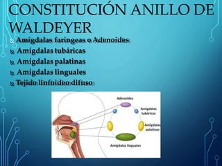  Amígdalas faríngeas o Adenoides
 Amígdalastubáricas
 Amígdalas palatinas
 Amígdalas linguales
 Tejido linfoideo difuso
CONSTITUCIÓN ANILLO DE
WALDEYER
 
