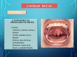 CAVIDAD BUCAL
Divisiones
CAVIDAD BUCAL
PROPIAMENTE DICHA
Limites:
Anterior y lateral: encías y
dientes
Arriba: paladar óseo y
blando
Inferior: piso de boca
(milohioideo)
Posterior: istmo de la
fauces y paladar blando.
 