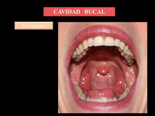 CAVIDAD BUCAL
Divisiones
 