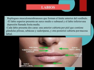 LABIOS
-Repliegues musculomembranosos que forman el limite anterior del vestíbulo.
-El labio superior presenta un surco medio o subnasal y el labio inferioruna
depresión llamada fosita media.
-Cada labio presenta dos caras: una anterior cubierta por piel que contiene
glándulas pilosas, sebáceas y sudoríparas, y otra posterior cubierta pormucosa
labial.
 