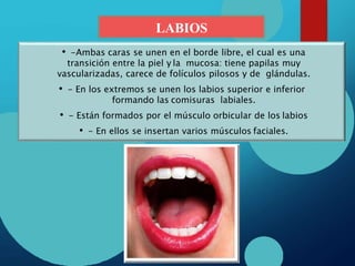 LABIOS
• -Ambas caras se unen en el borde libre, el cual es una
transición entre la piel y la mucosa: tiene papilas muy
vascularizadas, carece de folículos pilosos y de glándulas.
• - En los extremos se unen los labios superior e inferior
formando las comisuras labiales.
• - Están formados por el músculo orbicular de los labios
• - En ellos se insertan varios músculos faciales.
 