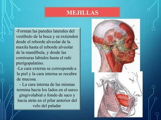 MEJILLAS
-Forman las paredes laterales del
vestíbulo de la boca y se extienden
desde el reborde alveolar de la
maxila hasta el reborde alveolar
de la mandíbula, y desde las
comisuras labiales hasta el rafe
pterigopalatino.
-La cara externa se corresponde a
la piel y la cara interna se recubre
de mucosa.
- La cara interna de las mismas
termina hacia los lados en el surco
gingivolabial o fondo de saco y
hacia atrás en el pilar anterior del
velo del paladar.
 
