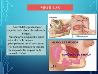 MEJILLAS
- A nivel del segundo molar
superior desemboca el conducto de
Stenon .
-Su espesor se ocupa por algunos
músculos de la mímica,
principalmente por el buccinador.
-Por fuera del músculo se localiza
el cuerpo o bolsa adiposa de la
boca o de Bichat.
 