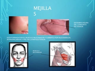 MEJILLA
S
ESTA FORMADA POR EL MUSCULO BUCCINADOR Y CUBIERTO POR MUCOSABUCAL
INTRAORALMENTE Y PIEL EN LA PARTEEXTERIOR
DESEMBOCADURA
DEL CONDUNTO
DE STENON
MUSCULO
BUCCINADOR
 