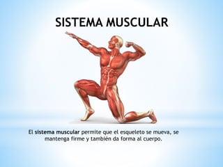 SISTEMA MUSCULAR
El sistema muscular permite que el esqueleto se mueva, se
mantenga firme y también da forma al cuerpo.
 