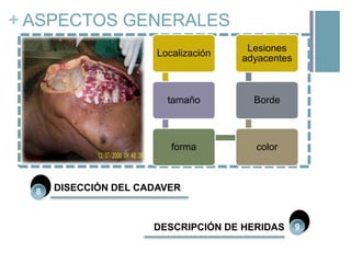 + ASPECTOS GENERALES
Localización

tamaño

Borde

forma

8

Lesiones
adyacentes

color

DISECCIÓN DEL CADAVER

DESCRIPCIÓN DE HERIDAS

9

 