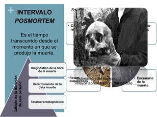 + INTERVALO
POSMORTEM

Se pueden llevar acabo estos cálculos en :

• Cadáver
reciente

• Cadáver
antiguo

Es el tiempo
transcurrido desde el
momento en que se
produjo la muerte.

Cálculo de la duración
de este periodo:

Diagnóstico de la hora
de la muerte
• Restos
•Estimación
esqueléticos
Determinación de la
data muerte

Tanatocronodiagnóstico

• Escenario
del tiempo…..
•Mayor aproximación del cálculo….de la
muerte

 