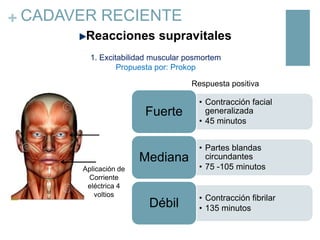 + CADAVER RECIENTE
Reacciones supravitales
1. Excitabilidad muscular posmortem
Propuesta por: Prokop
Respuesta positiva

Fuerte

Mediana
Aplicación de
Corriente
eléctrica 4
voltios

Débil

• Contracción facial
generalizada
• 45 minutos
• Partes blandas
circundantes
• 75 -105 minutos

• Contracción fibrilar
• 135 minutos

 