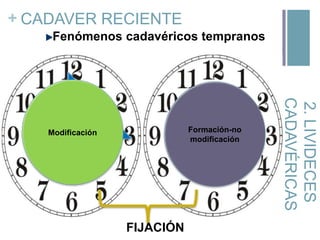+ CADAVER RECIENTE
Fenómenos cadavéricos tempranos

Formación-no
modificación
Formación

FIJACIÓN

2. LIVIDECES
CADAVÉRICAS

Formación
Modificación

 