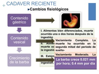CADAVER RECIENTE
+

Cambios fisiológicos

Contenido
gástrico

Contenido
vesical

I. Alimentos bien diferenciados, muerte
ocurrida una o dos horas después de la
ingestión
Vaciamiento Completo. La
II. Alimentos apenas ocurrido en la
reconocibles,
muerte ha
muerte ocurrida 4-6 mitad del periodo de
segunda horas después de
la ingestión
sueño-

Crecimiento
de la barba

Vaciamiento Moderado. La
III. Estómago vacio, muerte ocurrida
muerte ha ocurrido e la
después de 6 horas de la última
La barba crece 0.021 mm
primera mitad del periodo de
ingestión. por hora; 0.4 mm por día
sueño.

 