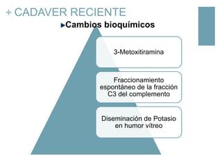 + CADAVER RECIENTE
Cambios bioquímicos
3-Metoxitiramina

Fraccionamiento
espontáneo de la fracción
C3 del complemento

Diseminación de Potasio
en humor vítreo

 