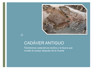 +
CADÁVER ANTIGUO
Fenómenos cadavéricos tardíos y la fauna que
invade el cuerpo después de la muerte

 
