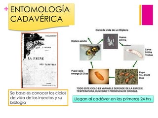 + ENTOMOLOGÍA
CADAVÉRICA

Se basa es conocer los ciclos
de vida de los insectos y su
biología

Llegan al cadáver en las primeras 24 hrs

 