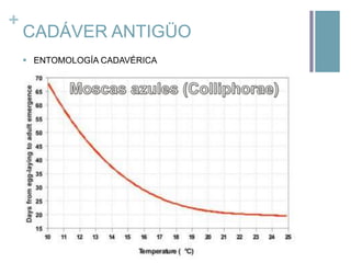 +

CADÁVER ANTIGÜO
 ENTOMOLOGÍA CADAVÉRICA

 