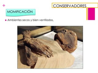 +

CONSERVADORES
MOMIFICACIÓN



Ambientes secos y bien ventilados.

 