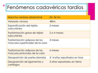 + Fenómenos cadavéricos tardíos
Mancha verdosa abdominal

24- 36 hrs

Veteado venoso

48hrs

Saponificación del tejido
subcutáneo

2 meses

Trasformación grasa de tejido
subcutáneo

2 a 4 meses

Trasformación adiposa de los
músculos superficiales de la cara

3 meses

Trasformación adiposa de los
músculos profundos de la cara

6 meses

Desaparición de partes blandas

3- 4 años sepultados en fosa

Desaparición de ligamentos y
cartílagos

5 años sepultados en tierra

 