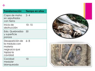 +
Transformación

Tiempo en años

Capa de moho
en sepultados
con tierra

2- 4

Inicio de
destrucción

10- 15

Edo. Quebradizo
y superficie
porosa

50

Desaparición de
la medula con
materia
negruzca que
tapiza la
cavidad

6- 8

Cavidad
medular
blanqueada

10

 