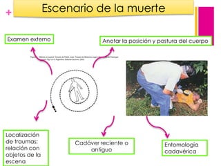 +

Escenario de la muerte

Examen externo

Localización
de traumas;
relación con
objetos de la
escena

Anotar la posición y postura del cuerpo

Cadáver reciente o
antiguo

Entomología
cadavérica

 