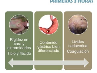 PRIMERAS 3 HORAS

Rigidez en
cara y
extremidades
Tibio y flácido

Contenido
gástrico bien
diferenciado

Livides
cadaverica
Coagulación

 