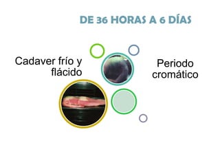 DE 36 HORAS A 6 DÍAS

Cadaver frío y
flácido

Periodo
cromático

 