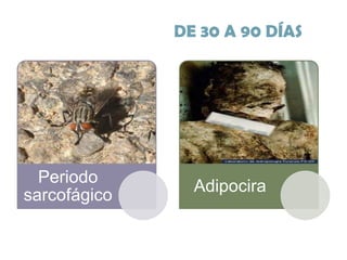 DE 30 A 90 DÍAS

Periodo
sarcofágico

Adipocira

 