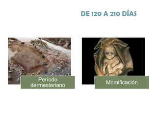 DE 120 A 210 DÍAS

Período
dermesteriano

Momificación

 