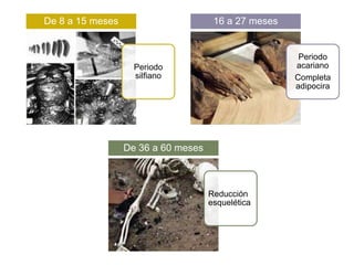 De 8 a 15 meses

16 a 27 meses

Periodo
acariano
Completa
adipocira

Periodo
silfiano

De 36 a 60 meses

Reducción
esquelética

 