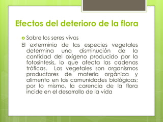 Sobre el sueloOtro efecto importante, consecuencia de la reducción de la flora sobre el ambiente, es la desertificación, es decir, la progresiva erosión que transforma un suelo fértil en un desierto.  Este proceso se ve más favorecido aún si la zona en cuestión presenta un clima árido y escasas precipitaciones.