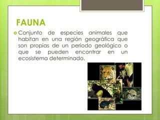 Factores que dañan a la faunaCaza indiscriminada