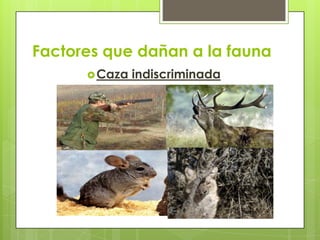 Se ha considerado a la caza como factor directamente responsable de la declinación y extinción de ciertas especies de animales entre las cuales se encuentra el jaguar, el oso plateado o grizzli que se encuentra extinto en México desde los años 60’s, la Chinchilla chilena y el culpeo de tierra de fuego.