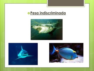 La intensa actividad pesquera en las costas pone en peligro de extinción muchas especies marinas por ello es necesario que se mejoren los mecanismos de explotación del recurso pesquero.Se sabe con certeza de una especie conocida como Totoba de la parte norte del golfo de California, que se encuentra en peligro de extinción debido a que los cazadores obtiene de esta el buche para preparar sopas que se demanda en países occidentales