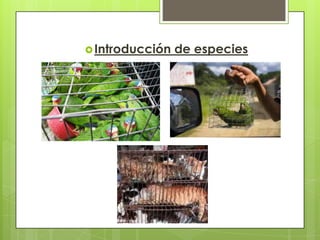 Básicamente se refiere a la introducción de cualquier especie en un ambiente que no es el suyo.Ejemplo:Aves exóticas