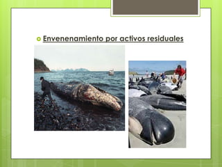 Se refiere en conjunto a todas aquellas sustancias o desechos que son arrojados, sobre todo a ríos y mares.Ejemplo:Las empresas químicasDerrames de petróleoContaminación a causa de la basura que desecha el hombre 