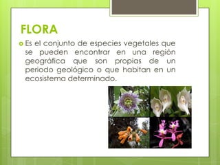 FLORAEs el conjunto de especies vegetales que se pueden encontrar en una región geográfica que son propias de un periodo geológico o que habitan en un ecosistema determinado.